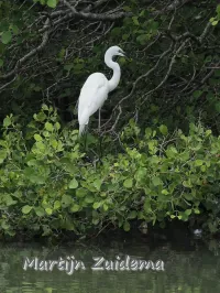 Oosterse grote zilverreiger [Ardea alba modesta]